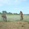 The boys were interested in their new pasture mates