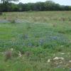 One of the Bluebonnet patches.  By next week, all the Bluebonnets should be out.